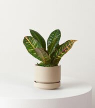 ⁦Cuddly Cactus⁩ - الصورة ⁦4⁩