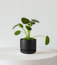 ⁦Pilea Peperomioides⁩ - الصورة ⁦4⁩