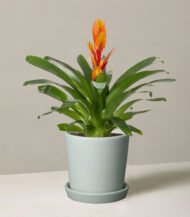 ⁦Bromeliad Vriesea⁩ - الصورة ⁦2⁩