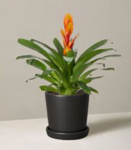 ⁦Bromeliad Vriesea⁩ - الصورة ⁦3⁩