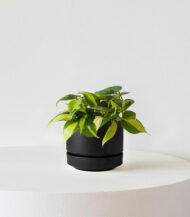 ⁦Philodendron Brasil⁩ - الصورة ⁦4⁩