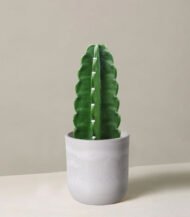 ⁦Cactus & Succulent Potting Mix⁩ - الصورة ⁦5⁩