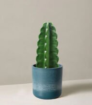 ⁦Cuddly Cactus⁩ - الصورة ⁦2⁩