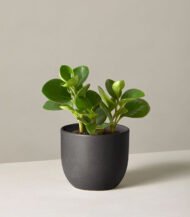 ⁦Peperomia Obtusifolia⁩ - الصورة ⁦3⁩